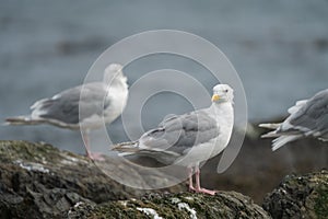 Glaucous winged Gull resting at seaside