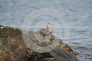 Glaucous winged Gull resting at seaside