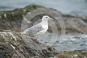 Glaucous winged Gull resting at seaside