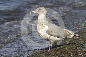 Glaucous-winged gull on the shore of the Pacific Ocean autumn