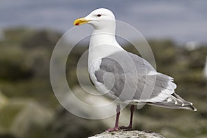 Glaucous-winged gull is sitting on a rock by the photo