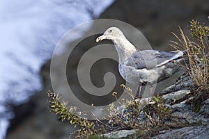 Glaucous-winged gull is sitting on the slope of the shore of the