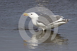Glaucous-winged gull that stands in water and drinking photo