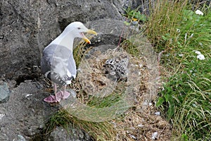 Glaucous-winged Gull with Three Chicks