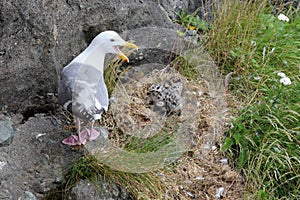 Glaucous-winged Gull with Three Chicks photo