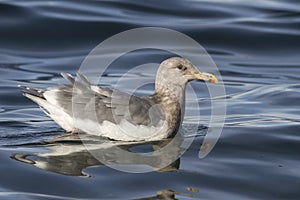 Glaucous-winged gull which is floating on the waves