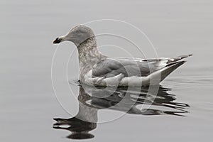 Glaucous-winged gull which is floating on the waves of the bay