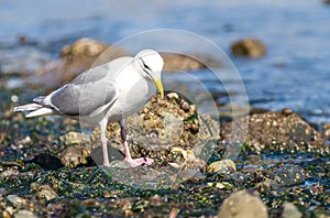 A Glaucous-winged seagull ` Larus glaucescens `
