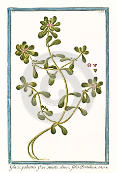 Glaux palustris, flore striato portulaca oleacea photo