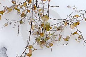 Glaze on branches of shrub after the freezing rain