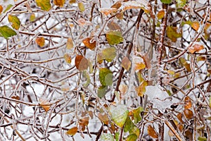 Glaze on branches of shrub after the freezing rain