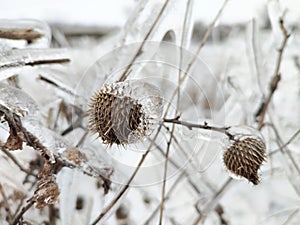 Glaze ice on frozen plant on storm in winter field