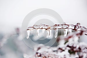 Glazed tree branch after winter ice storm, snow and frozen rain