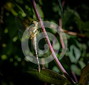 Glazier dragonfly close-up resting in the garden in the Netherlands