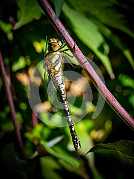 Glazier dragonfly close-up resting in the garden in the Netherlands