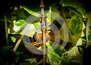 Glazier dragonfly close-up resting in the garden in the Netherlands