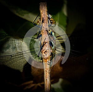 Glazier dragonfly close-up resting in the garden in the Netherlands