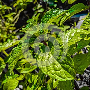 Gleaming means in mid noon sun ,selectively focused and warmly textured image