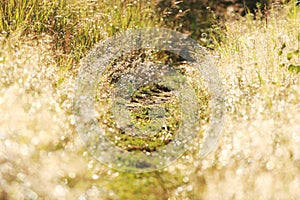 Gleamy grass, footway and morning dew