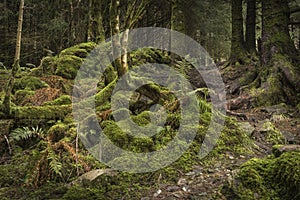 Glean a` Gealbhan forest at Knapdale in Argyll.