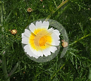 Glebionis Coronaria Or Crown Daisy