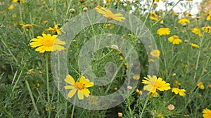 Glebionis coronaria, formerly called Chrysanthemum coronarium.