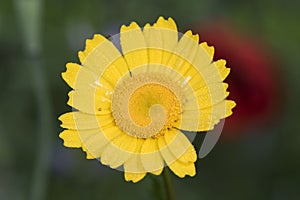 Glebionis segetum corn marigold daisy flowering plant of an intense orange yellow color with morning dew droplets