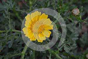 Glebionis segetum. Corn marigold/ daisy. Yellow wildflower with sunshine