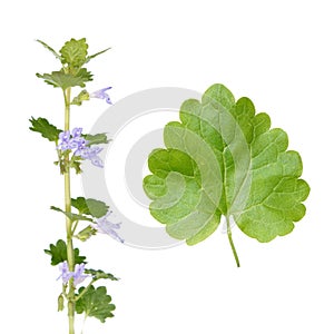 Glechoma hederacea (Ground Ivy)