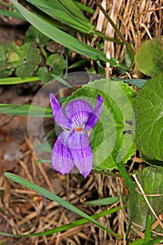 Glechoma hederacea (ground-ivy)