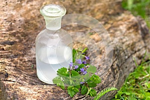 Glechoma hederacea, Nepeta hederacea. Natural cosmetic concept