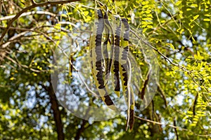 Gledicia three-lobed or Gledicia vulgaris a species of trees from the genus Gleditsia. Acacia