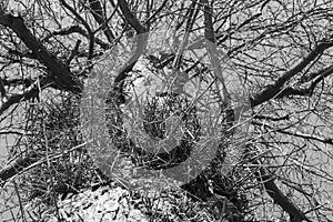 Gleditschie tree, leather shell tree with long stings, thorns in  bark