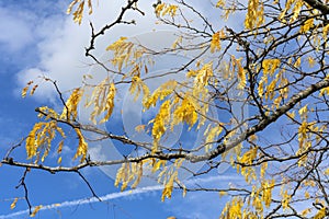 Gleditsia tree branch with its yellow leaves in golden autumn fall colour photo