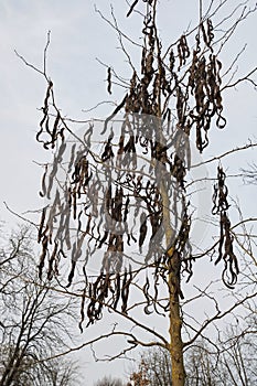 Gleditsia triacanthos inermis in winter