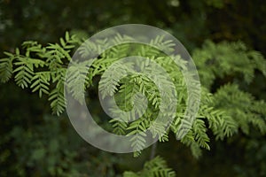 Fresh leaves of Gleditsia triacanthos tree