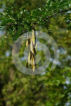 Gleditsia triacanthos