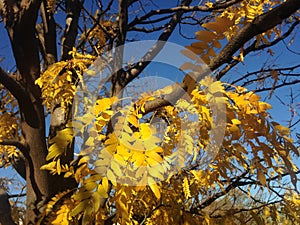 Gleditsia Triacanthos Tree with Yellow Leaves in the Fall.