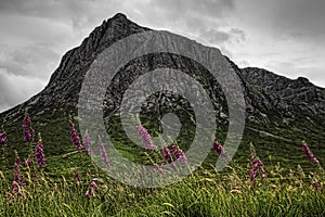 Glen Coe, Scotland, wildflowers with mountains and cloud