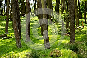 Glen Mavis, North Lanarkshire, Scotland. Beautiful Spring forest. photo