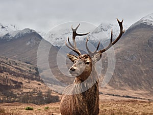 Glencoe Stag