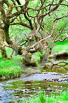 Glendalough forest photo
