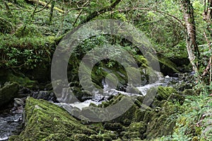 Glengarriff Nature Reserve