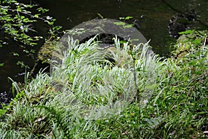 Glengarriff Nature Reserve