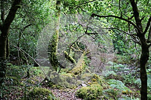 Glengarriff Nature Reserve