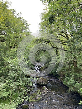 Glengarriff Nature Reserve