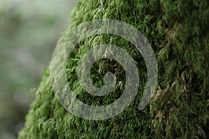 Glengarriff Nature Reserve