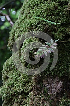 Glengarriff Nature Reserve