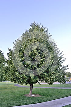 Glenleven Linden Tree