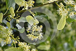 Glenleven Linden Tree flower cluster